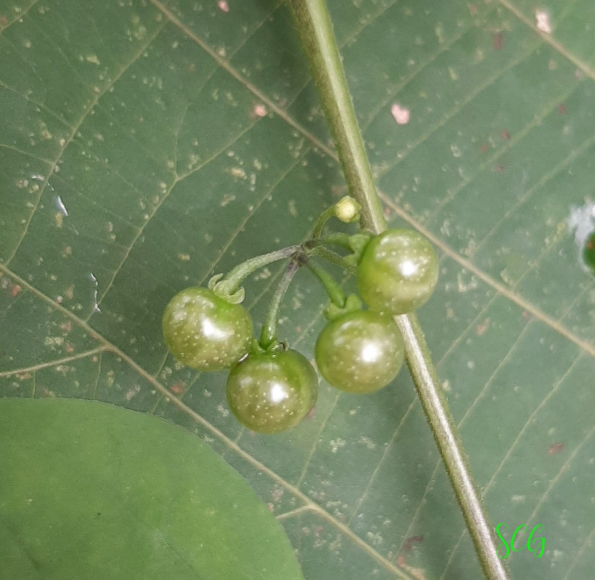 Solanum americanum Mill.